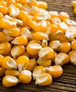Non GMO Yellow Corn