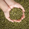 Arabica Green Coffee