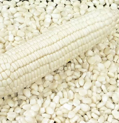 white Corn